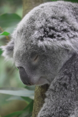 こども動物自然公園