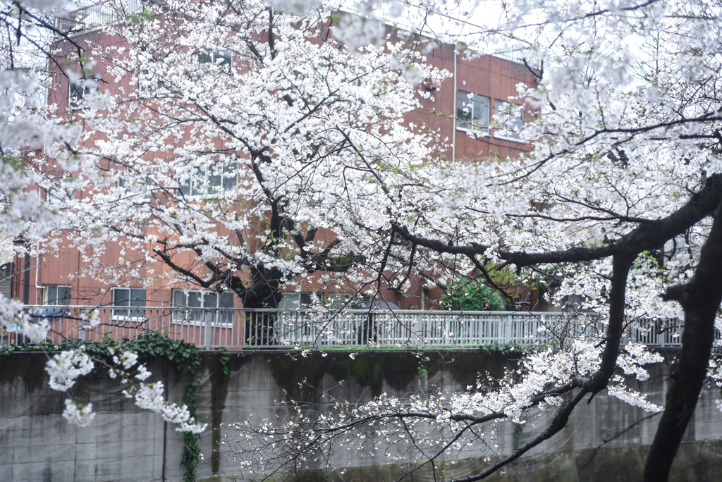 面影橋の桜