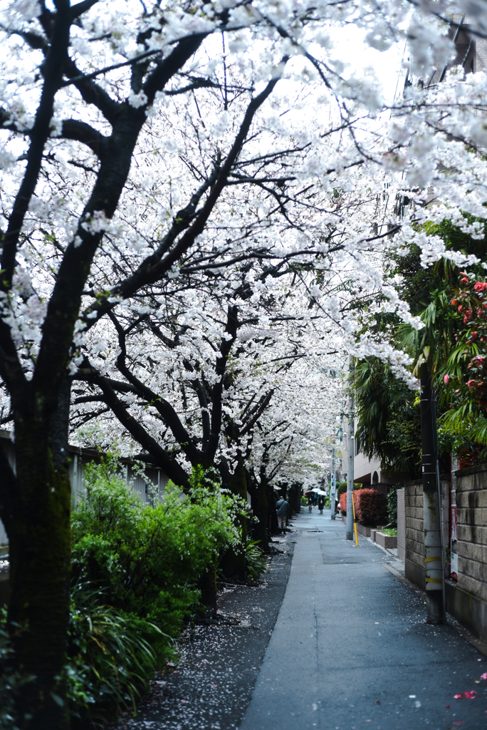 面影橋の桜