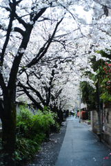 面影橋の桜