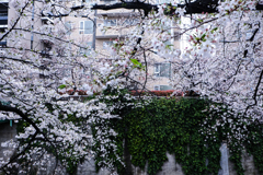 面影橋の桜
