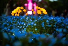 花と光のムーブメント　舎人公園