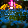 花と光のムーブメント　舎人公園