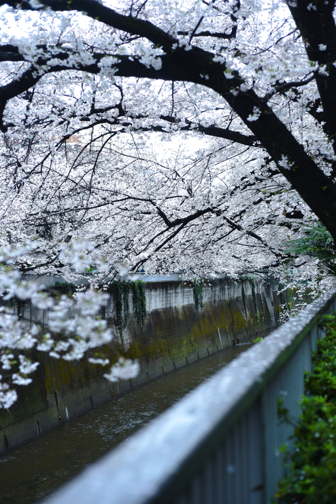 面影橋の桜