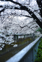 面影橋の桜