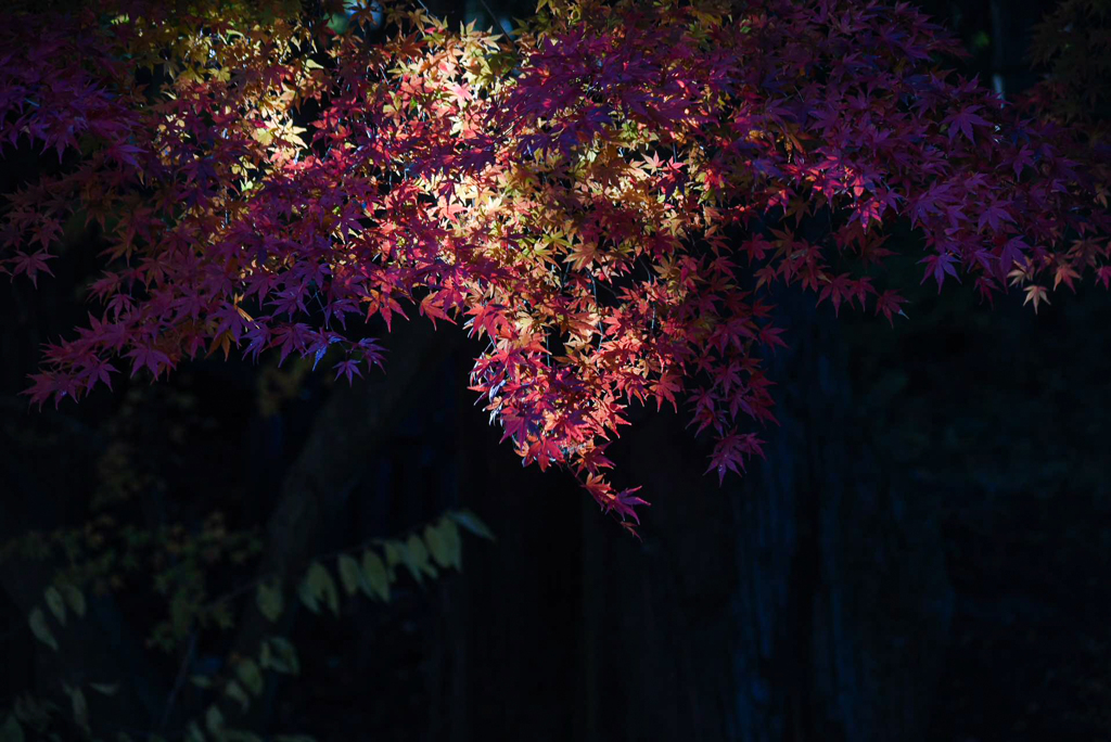 光と闇の中での紅葉