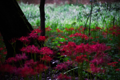 彼岸花 in 巾着田