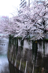 面影橋の桜