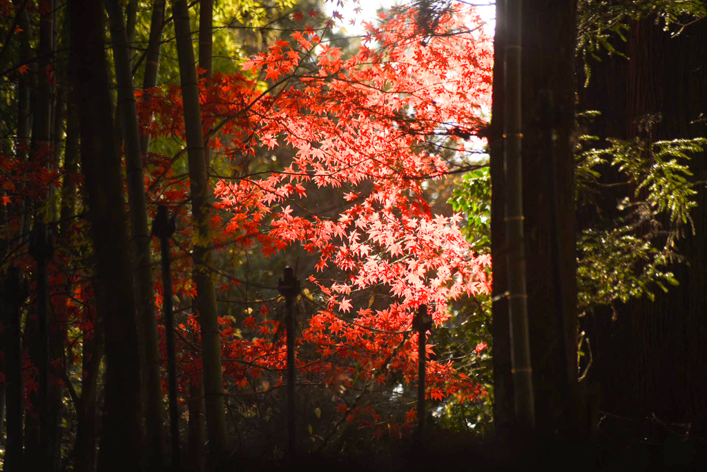 紅葉狩り 