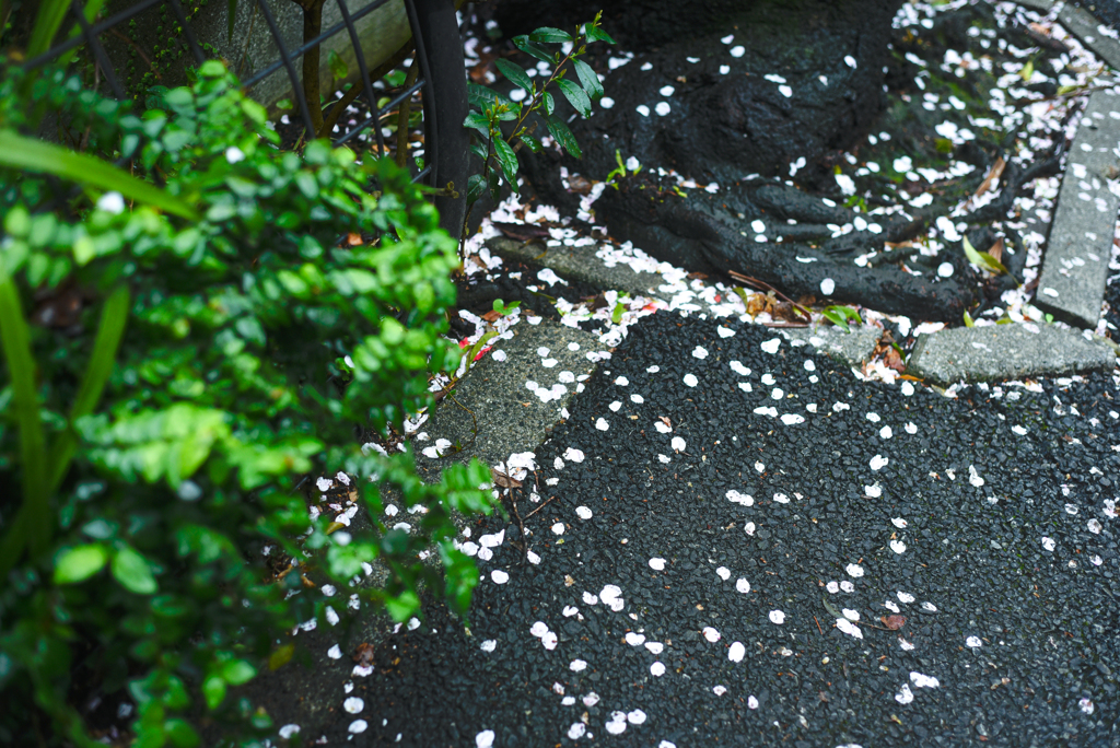面影橋の桜