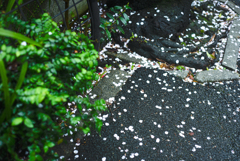 面影橋の桜