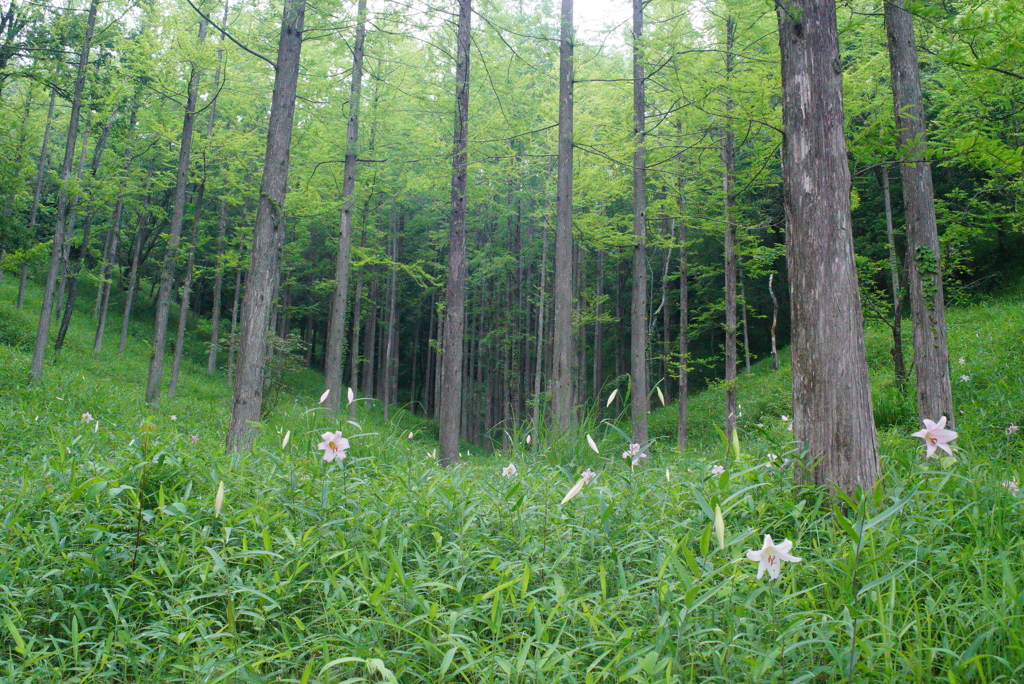 ササユリの森