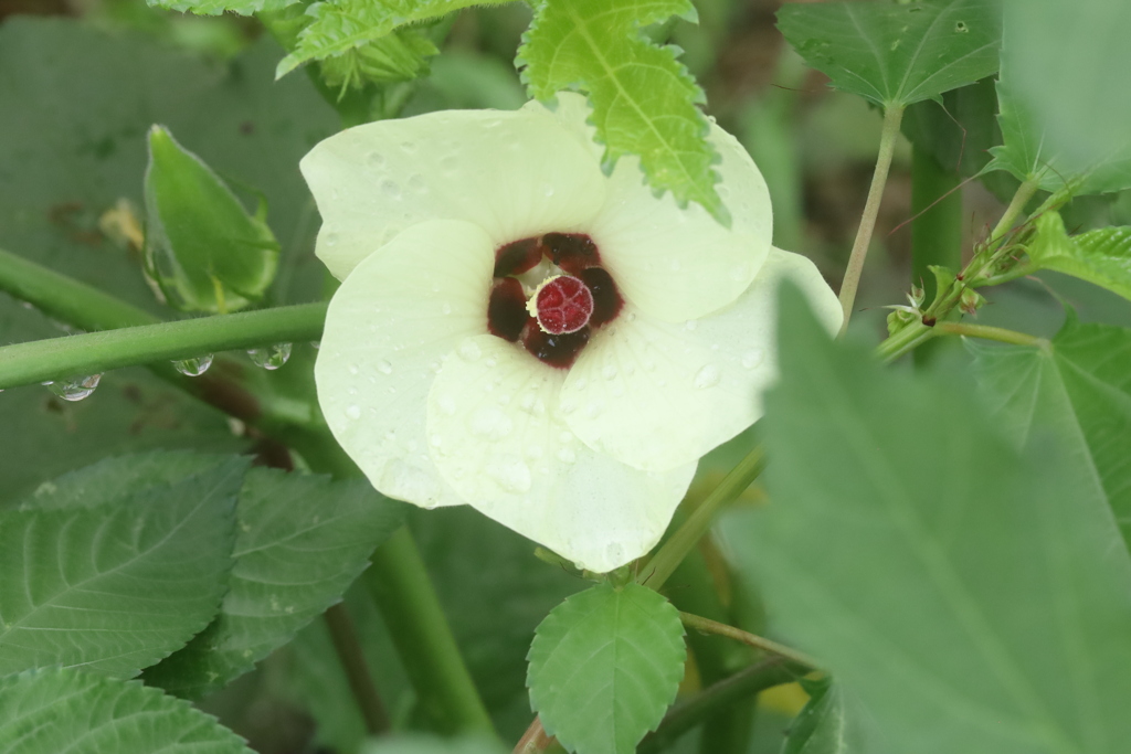 オクラの花