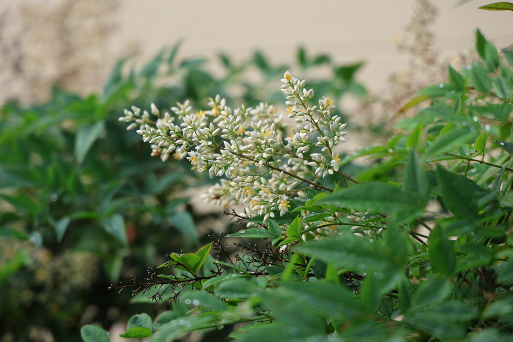 南天の花