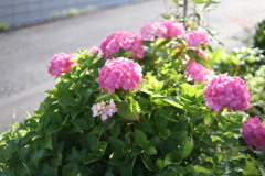 ピンクの紫陽花