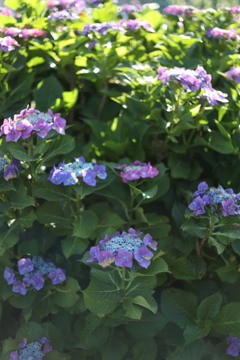 紫陽花