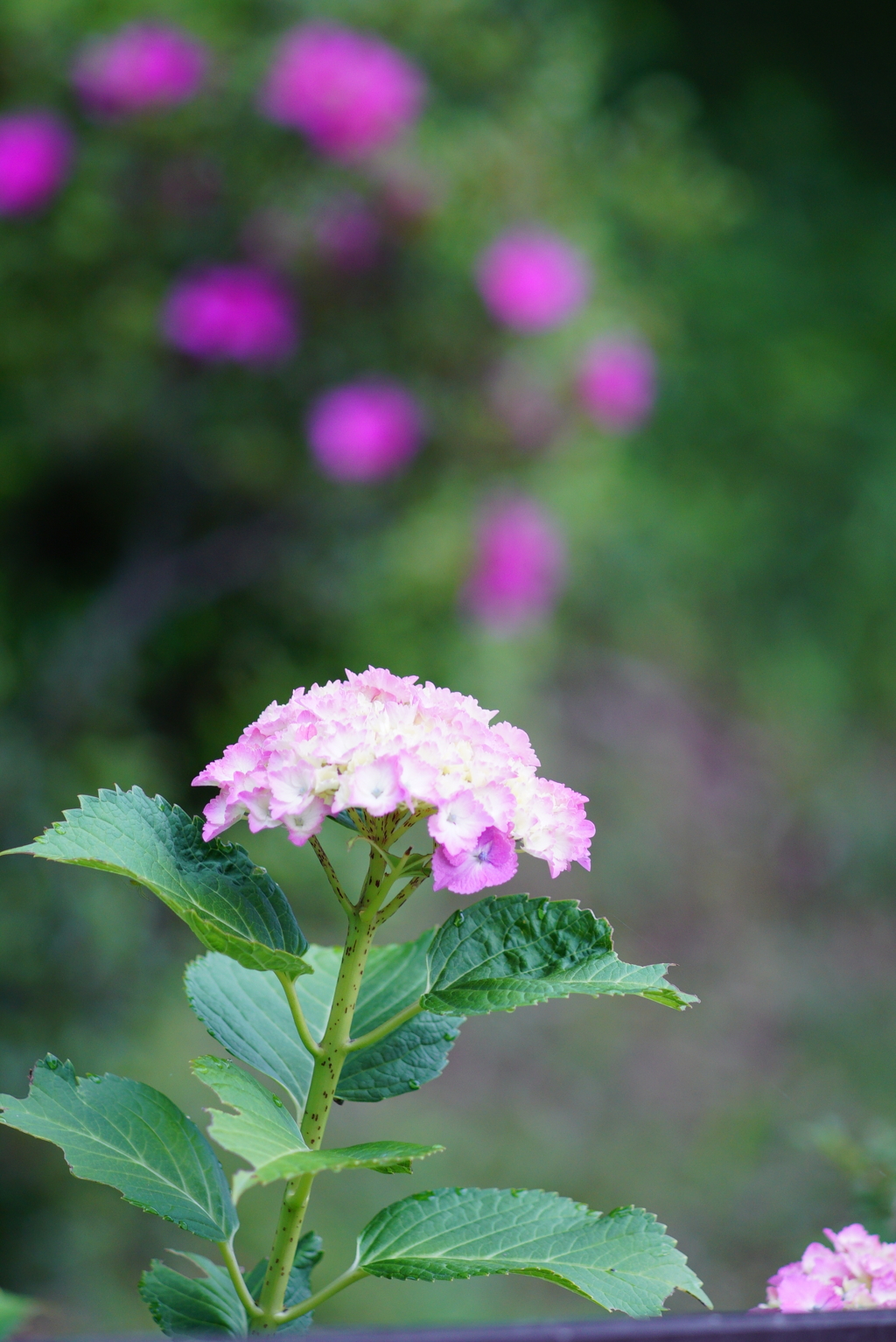 今日から6月