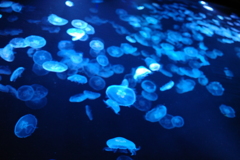 墨田水族館2