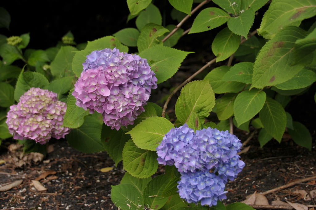 カメラ初めて改めて思う紫陽花は綺麗