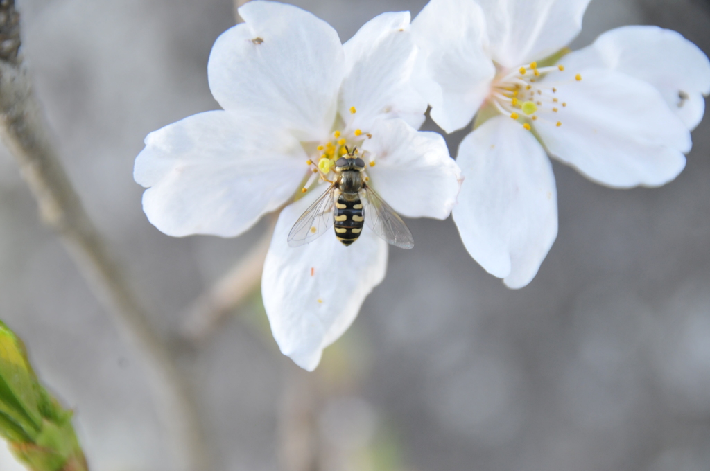 桜とミツバチ
