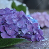 水も滴るいい紫陽花