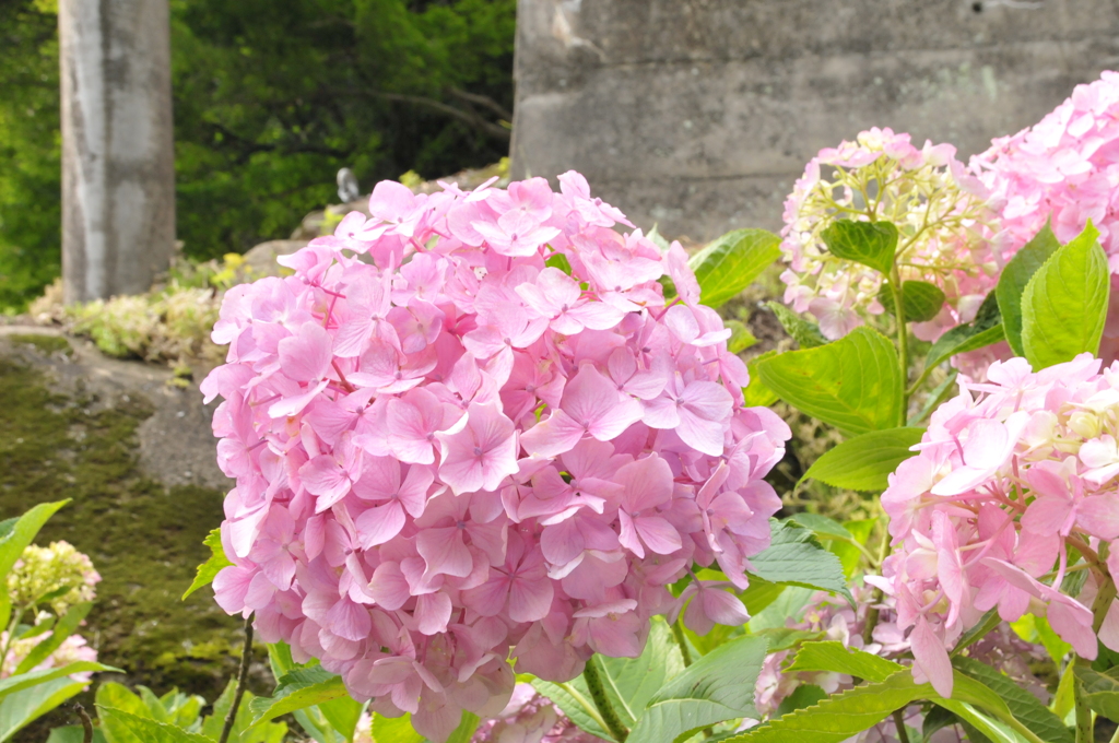 まんまるでお菓子みたいな紫陽花