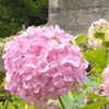 まんまるでお菓子みたいな紫陽花