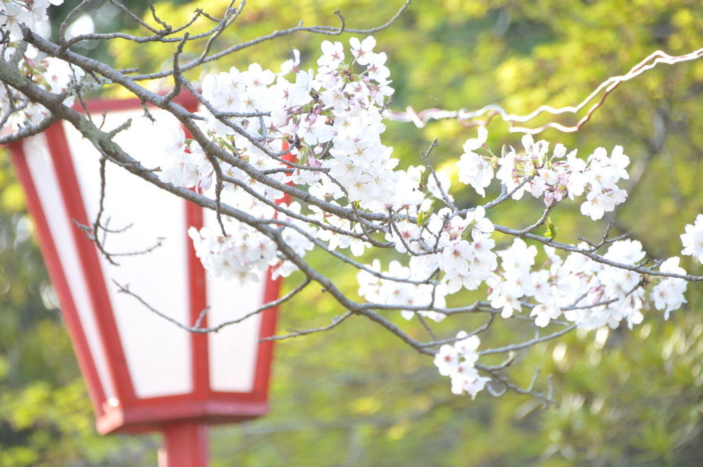 桜を撮る予定が、、、