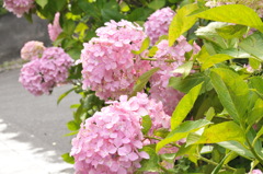 桜並木ならぬ紫陽花並木