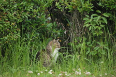 凛々しい猫ちゃん