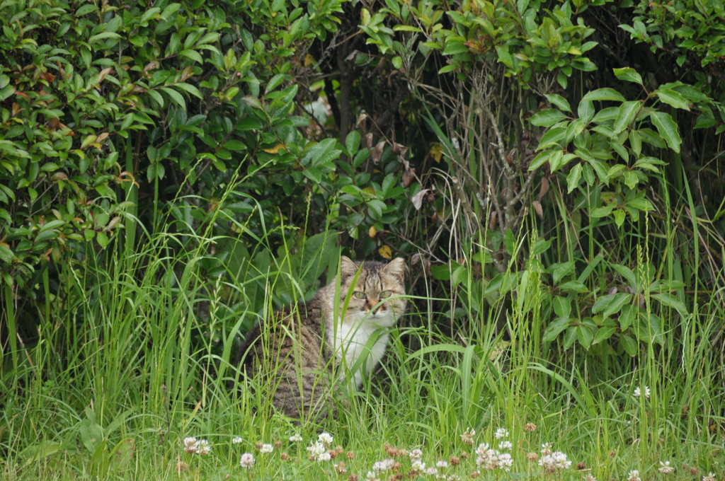 カメラ目線の猫ちゃん