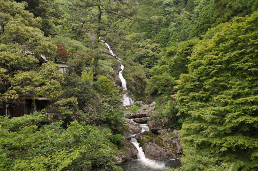 紫陽花、、、咲いてない、、、