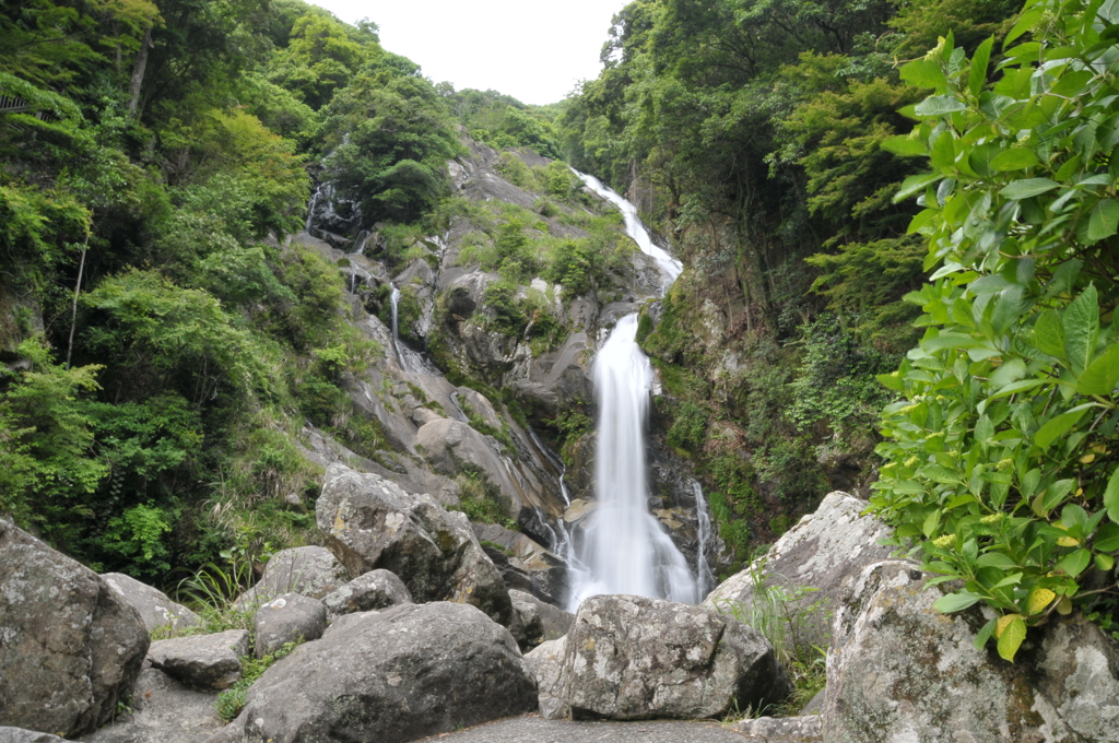 予定では右側には紫陽花が、、、