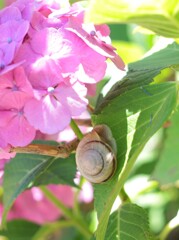 観音寺の紫陽花