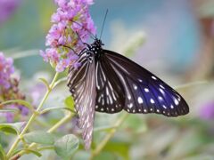 ツマムラサキマダラ