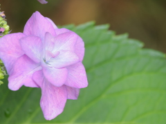 観音寺の紫陽花