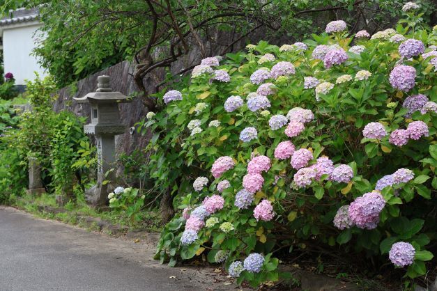 観音寺　あじさい