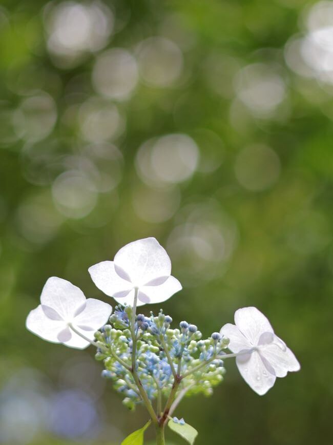 観音寺の紫陽花