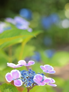 観音寺の紫陽花