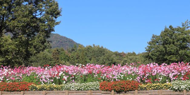 広島植物公園　3800株のコスモス