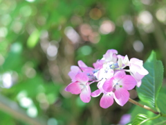 観音寺の紫陽花