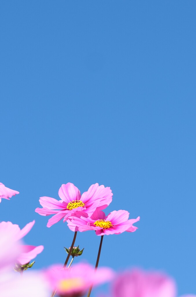 コスモスと青空