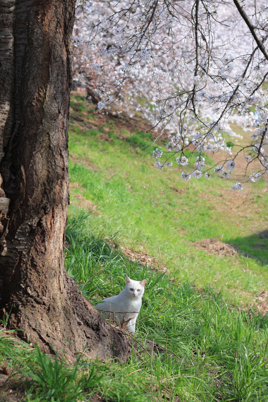 桜と猫