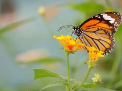 スジグロカバマダラ