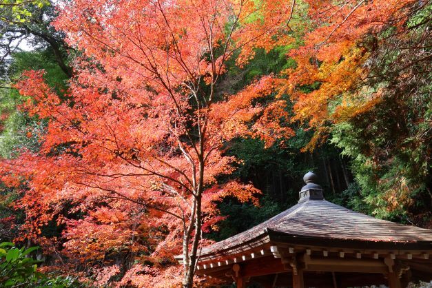 三滝寺散歩