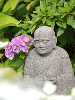 観音寺の紫陽花