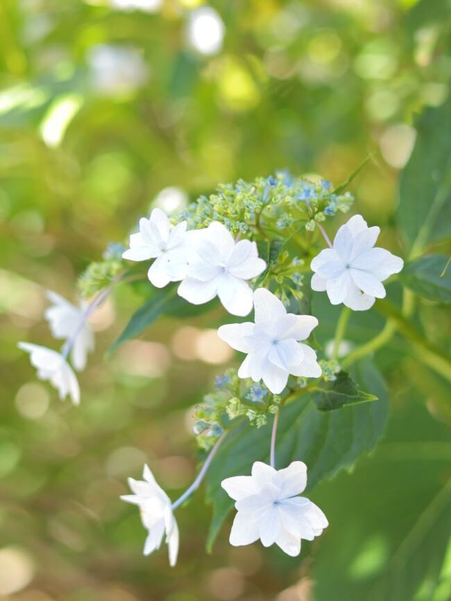 観音寺の紫陽花