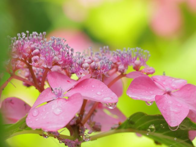 観音寺の紫陽花