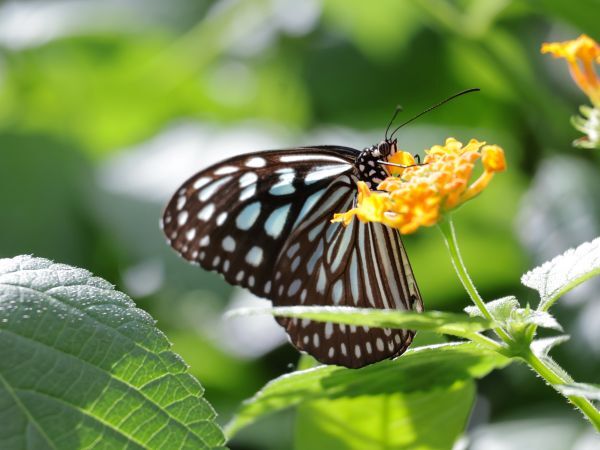 リュウキュウアサギマダラ