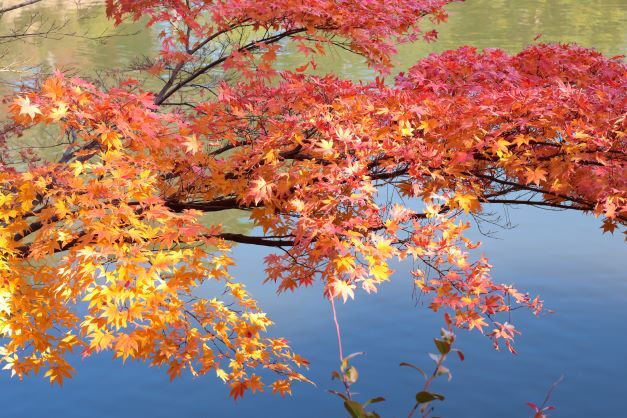 秋の縮景園